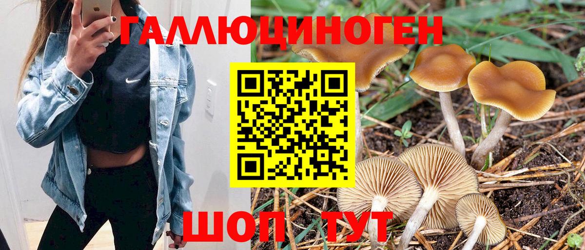 Псилоцибиновые грибы Psilocybine cubensis Киров